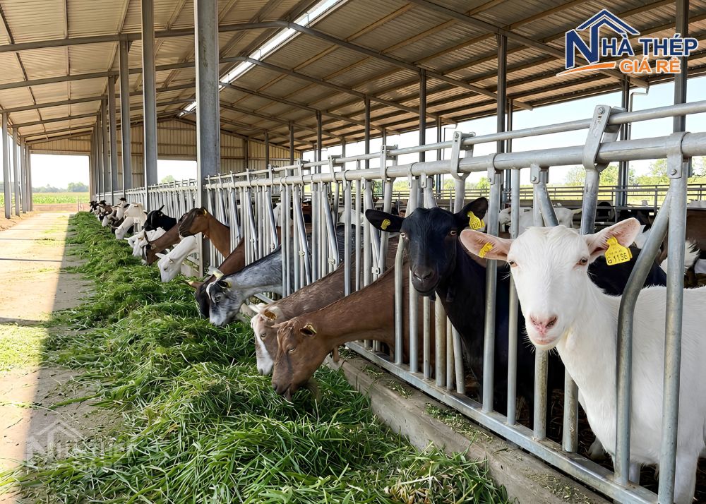 So sánh trang trại khung thép và bê tông: Nên chọn mô hình nào để tối ưu chi phí và hiệu quả?
