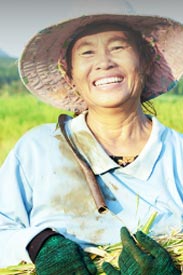 Cô Lan